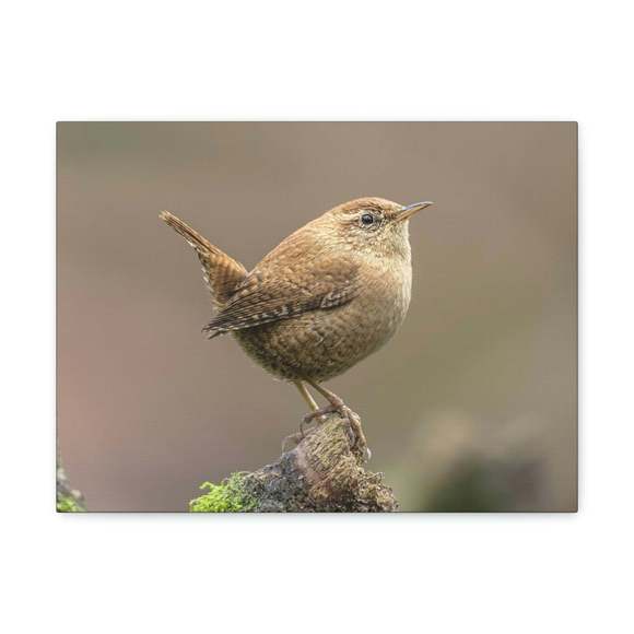 Majestic Wren Art Majestic Wren Print Animal Wall Art Wildlife Canvas Prints Wal